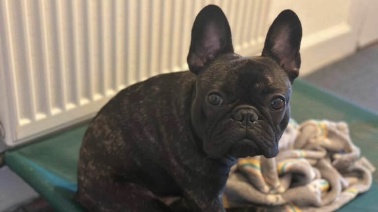 French Bulldog sitting on green bed