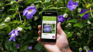 PlantNet app being used to identify a flower