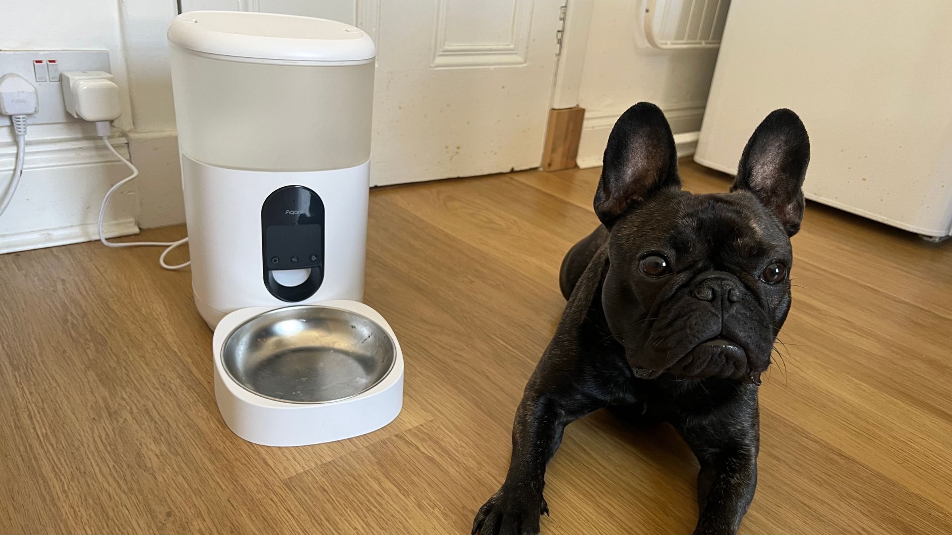 Aqara Pet Feeder C1 com um Bulldog Francês