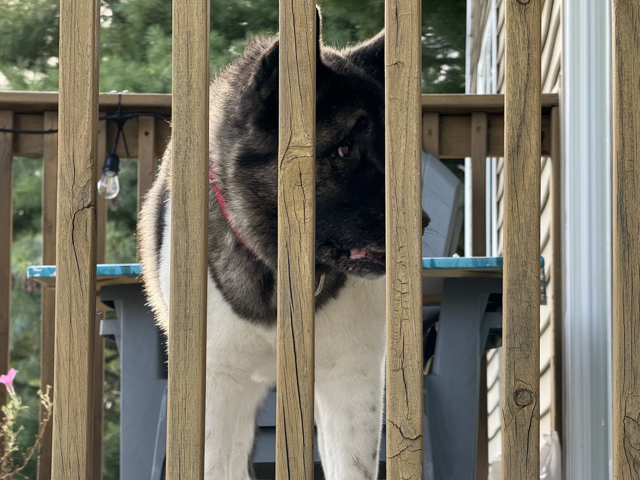 Foto de um cachorro akita, tirada com o iPhone 15 Pro Max.