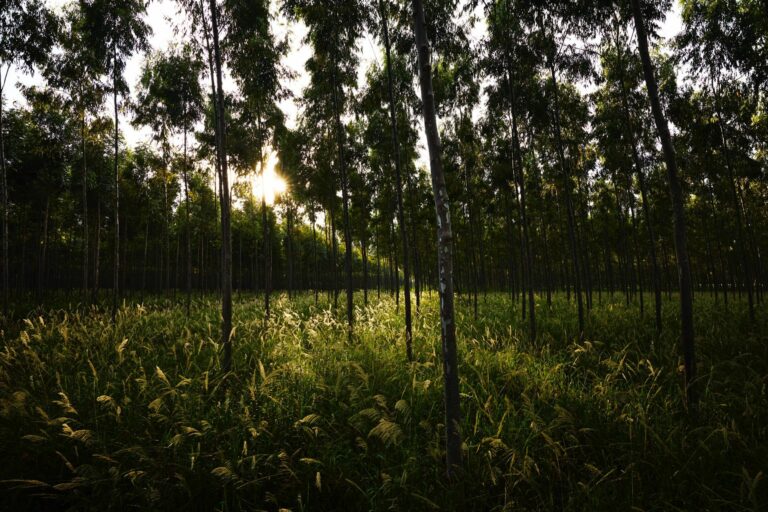 Fornecedores da Apple doam para restaurar fundo para florestas sustentáveis ​​e outros projetos de remoção de carbono